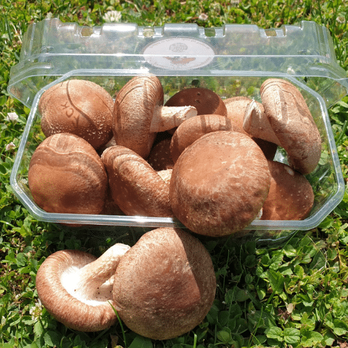 Shiitakes Frais en Barquette / Cagette - Le jardin de champignons producteur grossiste de shiitakes a Vittel